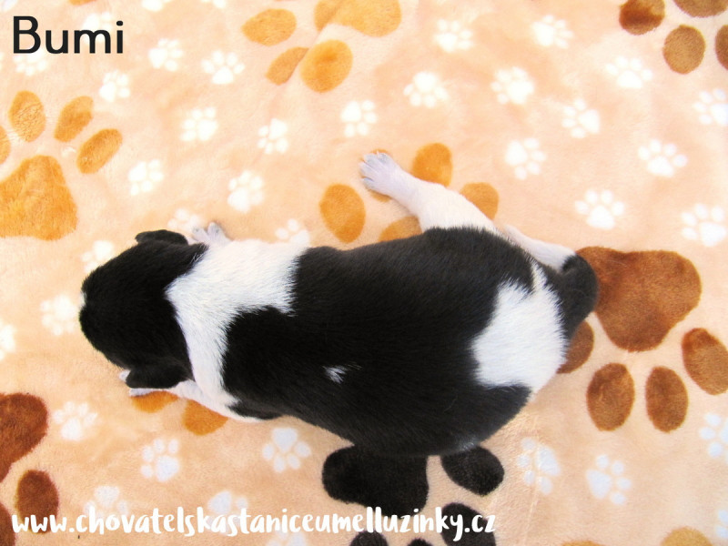 Bumi1
