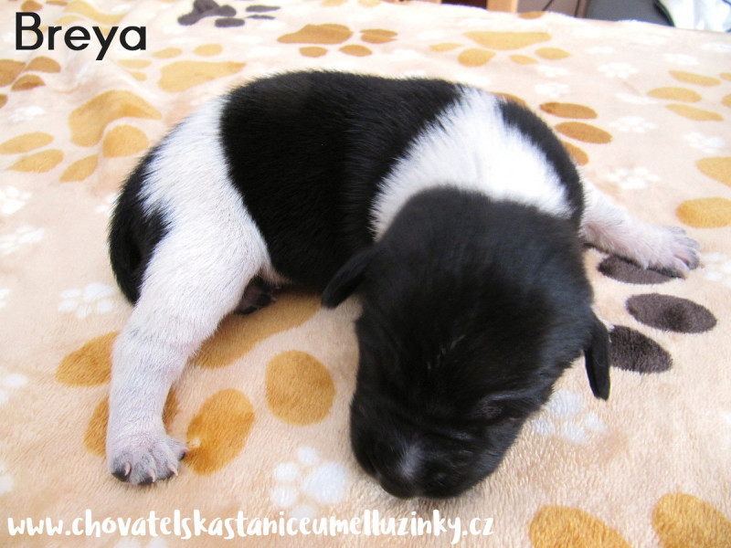 Breya2